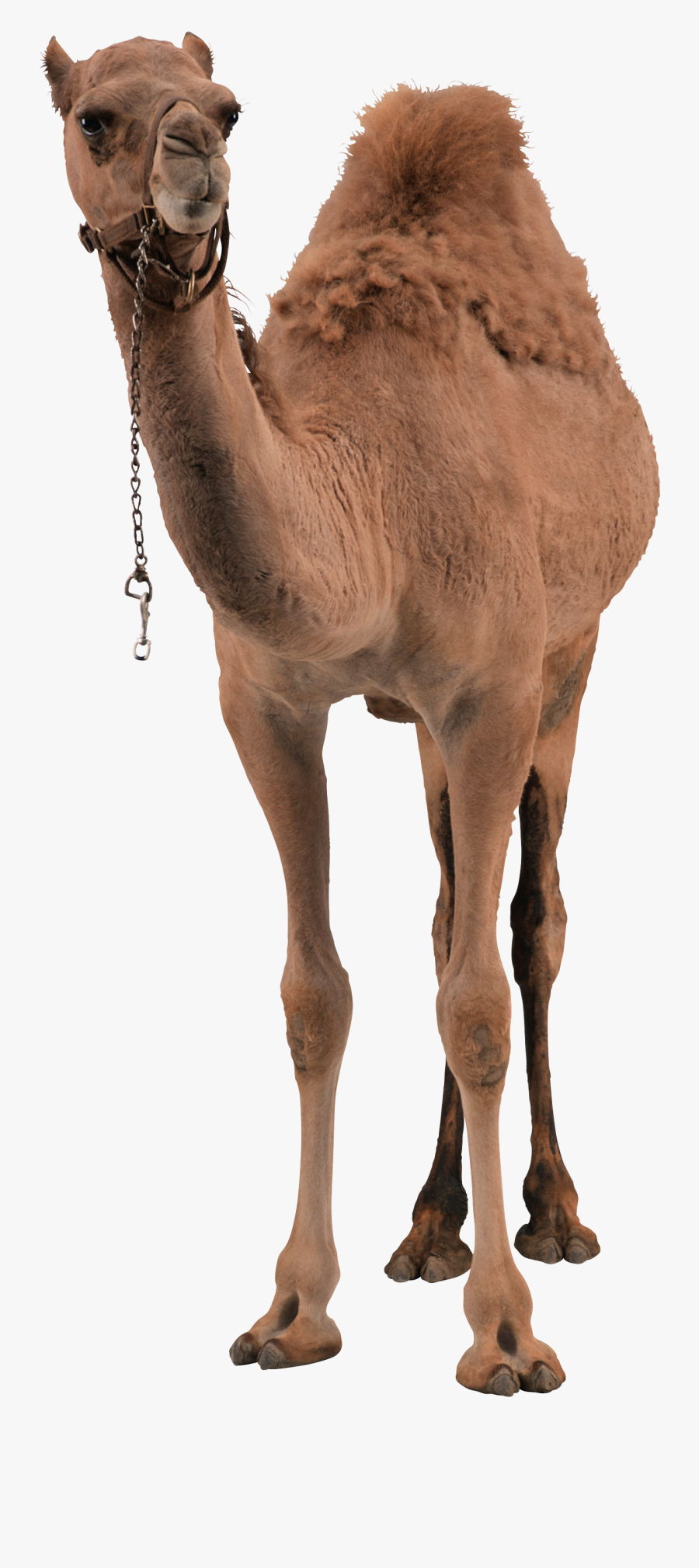 Camel Png Pic - Camel Png, Transparent Clipart
