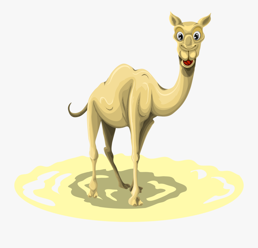 Camel, Transparent Clipart