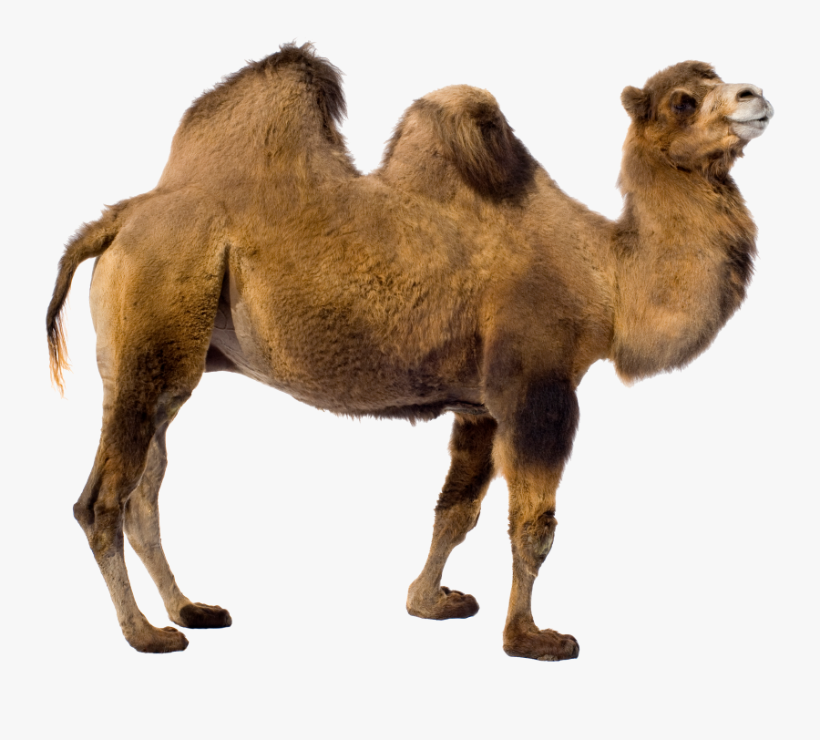 Desert Camel Standing Png Image - Camel Transparent Background, Transparent Clipart