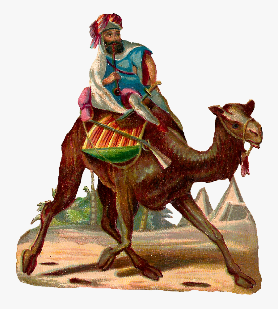 Camel Rider Desert Image - Arabian Camel, Transparent Clipart