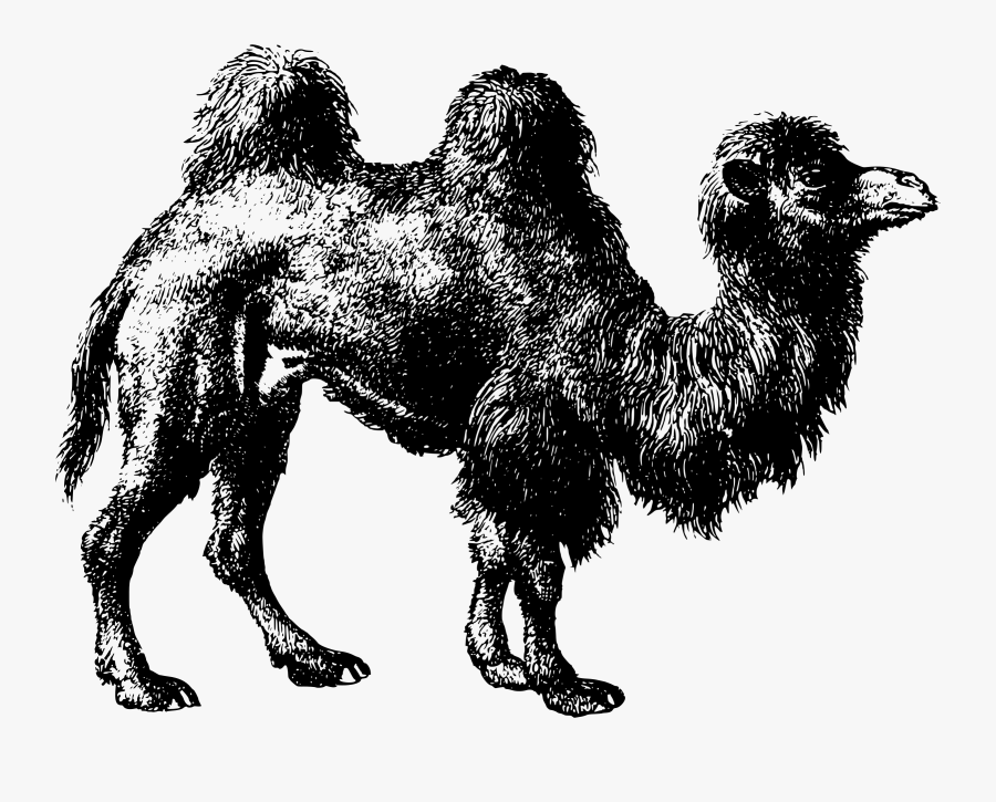 Transparent Camel Clipart Png - Bactrian Camel, Transparent Clipart