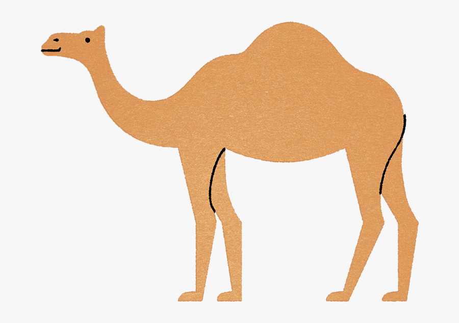 Clip Art Camel Images - Arabian Camel, Transparent Clipart