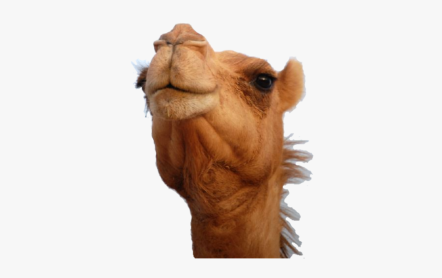 Now You Can Download Camel Icon Clipart - Camel Animal, Transparent Clipart