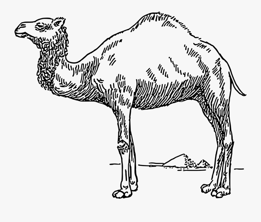 Dromedary - Camels Clipart Black And White, Transparent Clipart