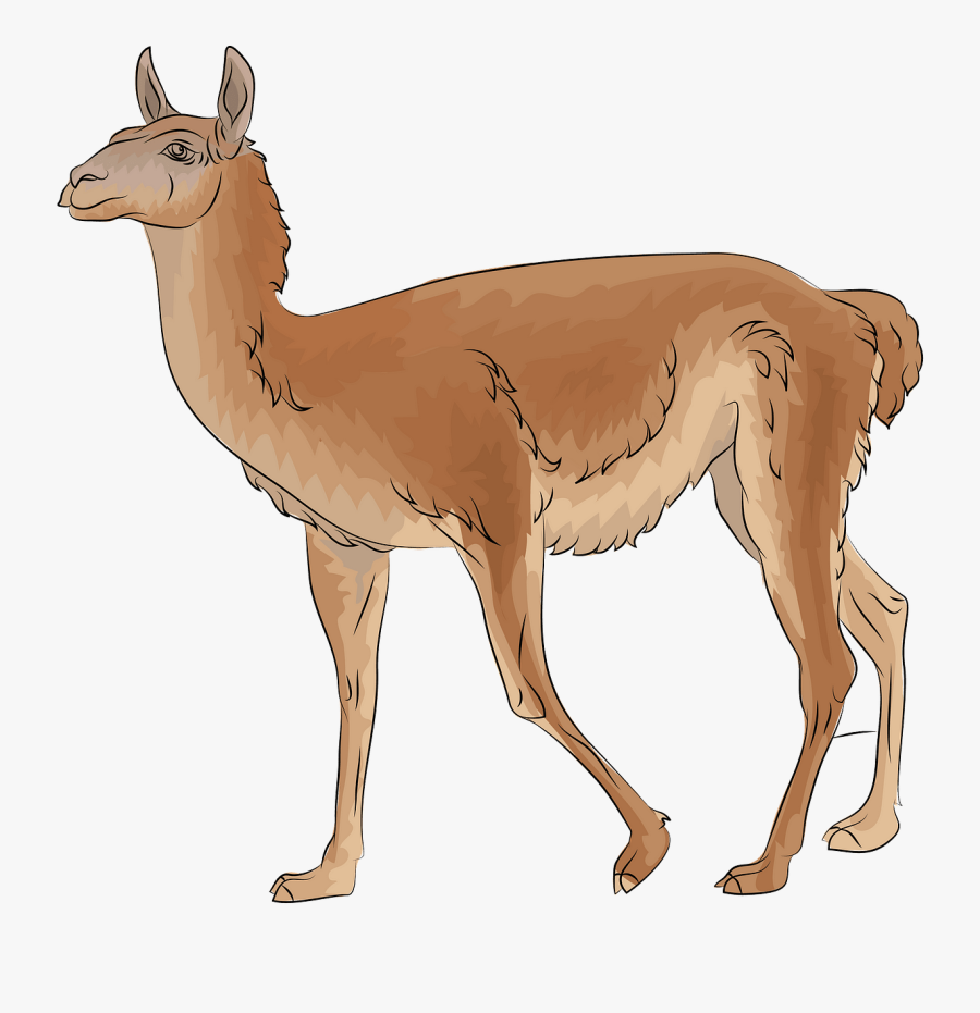 Llama, Transparent Clipart
