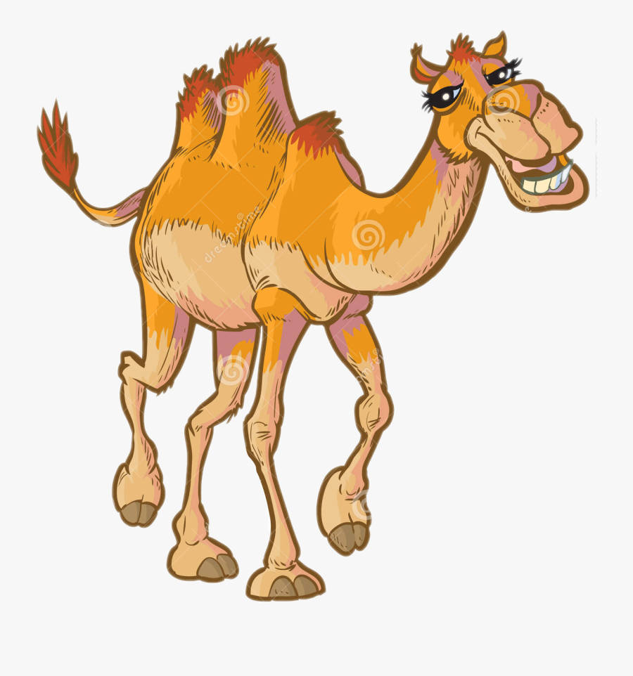 #animals #camel #hump #humpday #freetoedit - Happy Camel Cartoon, Transparent Clipart