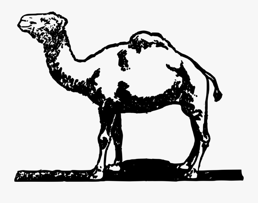 Simple Camel - Desenhos Oasis Camelos Deserto, Transparent Clipart
