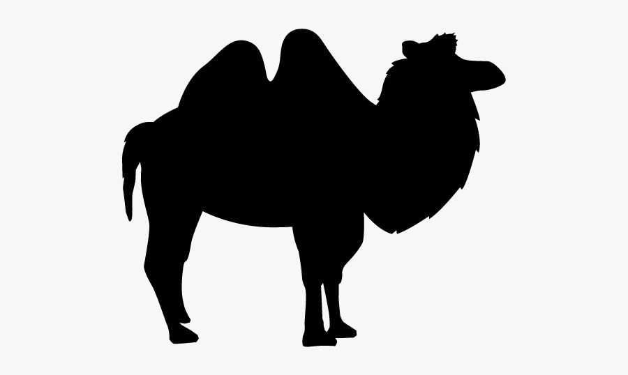 Dorper Sheep Clip Art, Transparent Clipart