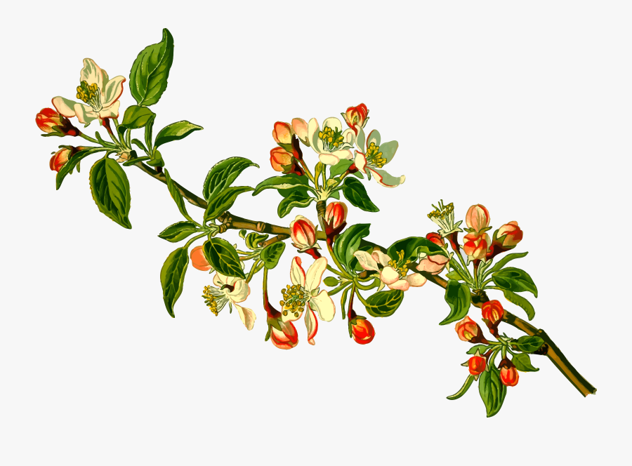 This Free Icons Png Design Of Apple Tree - Common Name Of Apple, Transparent Clipart
