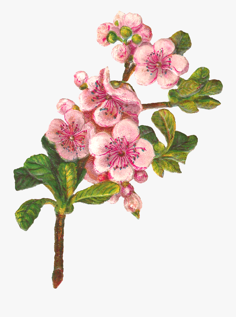Clipart Rose Apple Tree - Apple Blossom Png Clipart, Transparent Clipart