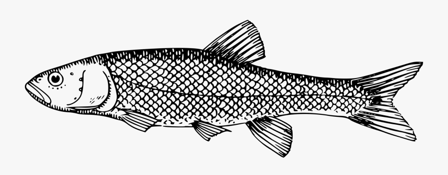 Line Art,monochrome Photography,fish - Milkfish Clipart Black And White, Transparent Clipart