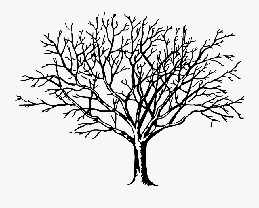 Apple Leaf Png Black And White - Tree In Fall Drawing, Transparent Clipart