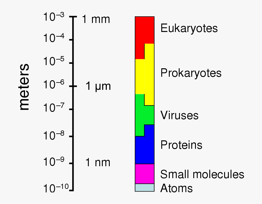 Relative Scale - Relative Size Of Microbes, Transparent Clipart