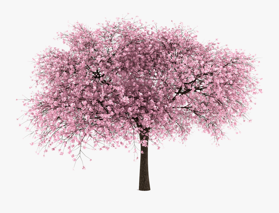 Cherry Tree Clipart Cheery Blossom - Cherry Blossom Tree Transparent, Transparent Clipart