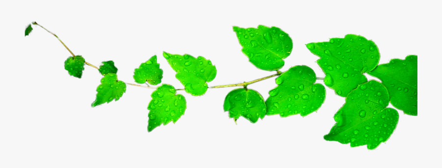 Transparent Leaf Pile Png - Png Leaves Clip Art, Transparent Clipart