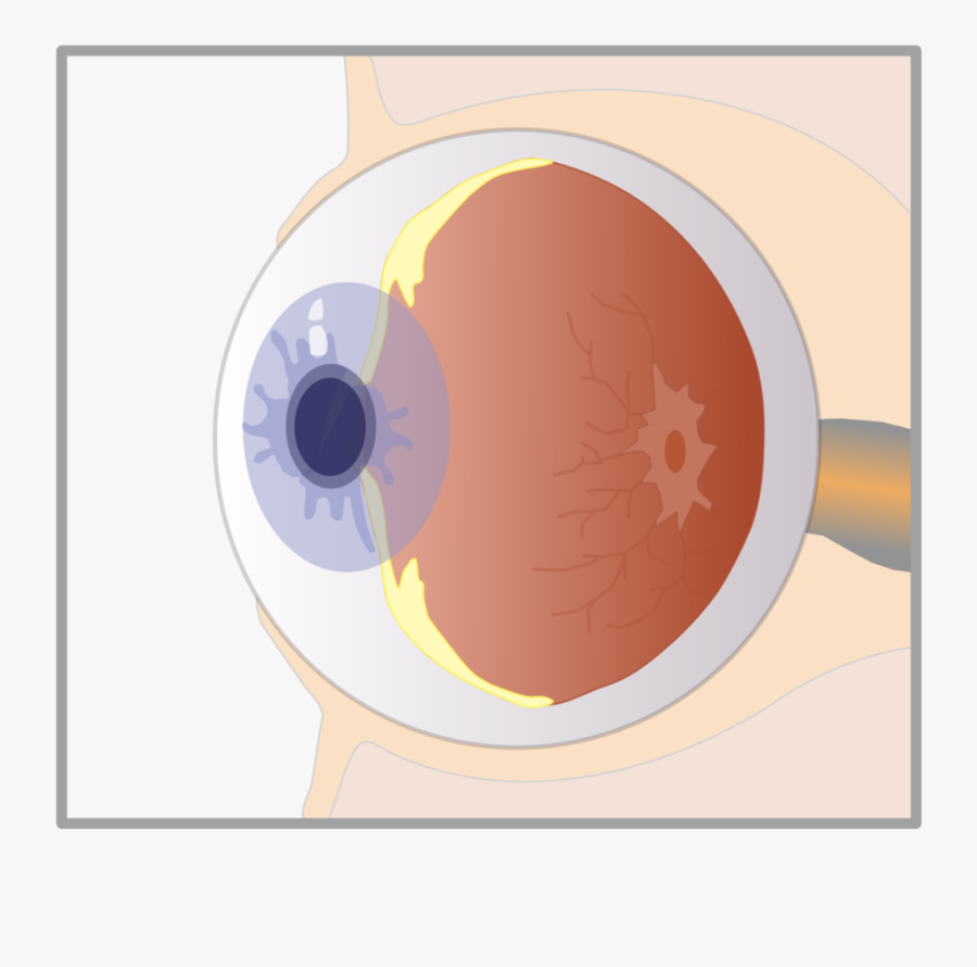 Iris,human Body,eye - Eye Diagram No Background, Transparent Clipart