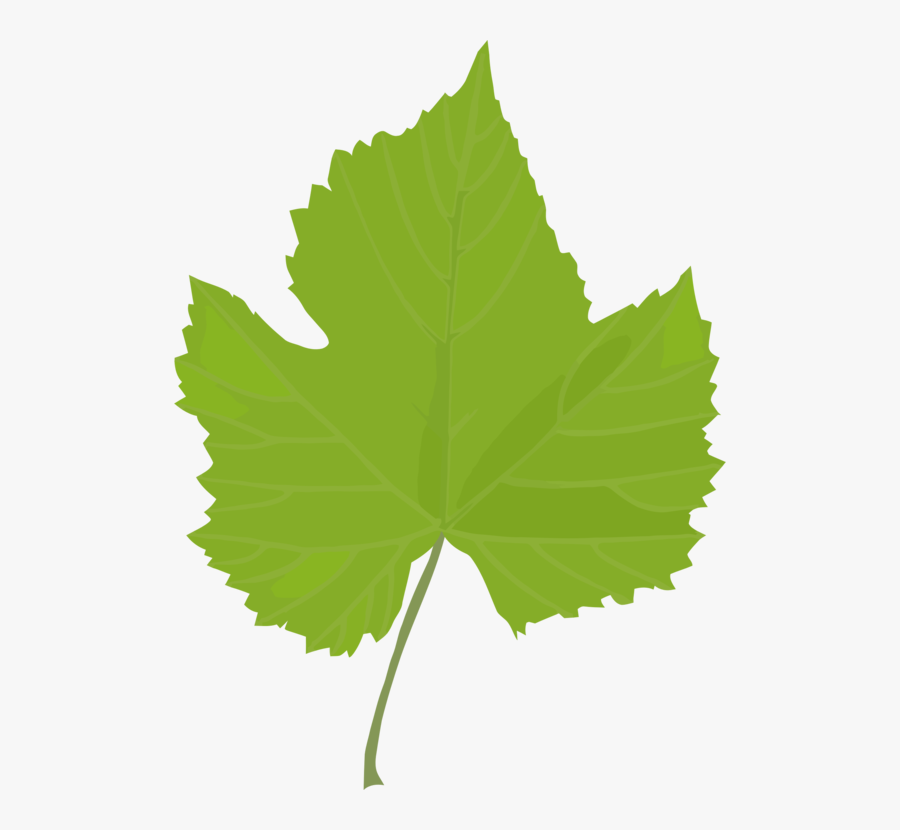 Clip Art Common Vine Leaves Plant - Grapes Leaf Clipart Png, Transparent Clipart