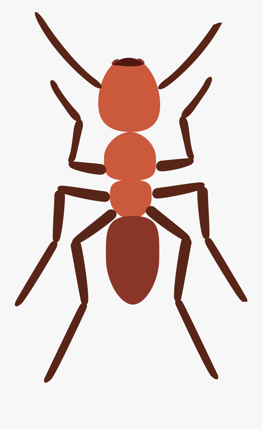 Image Stock Ants Spider Scout Ant Explore Pictures - Ant, Transparent Clipart