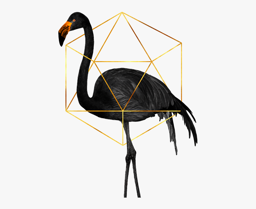 Exotic Birds, Transparent Clipart