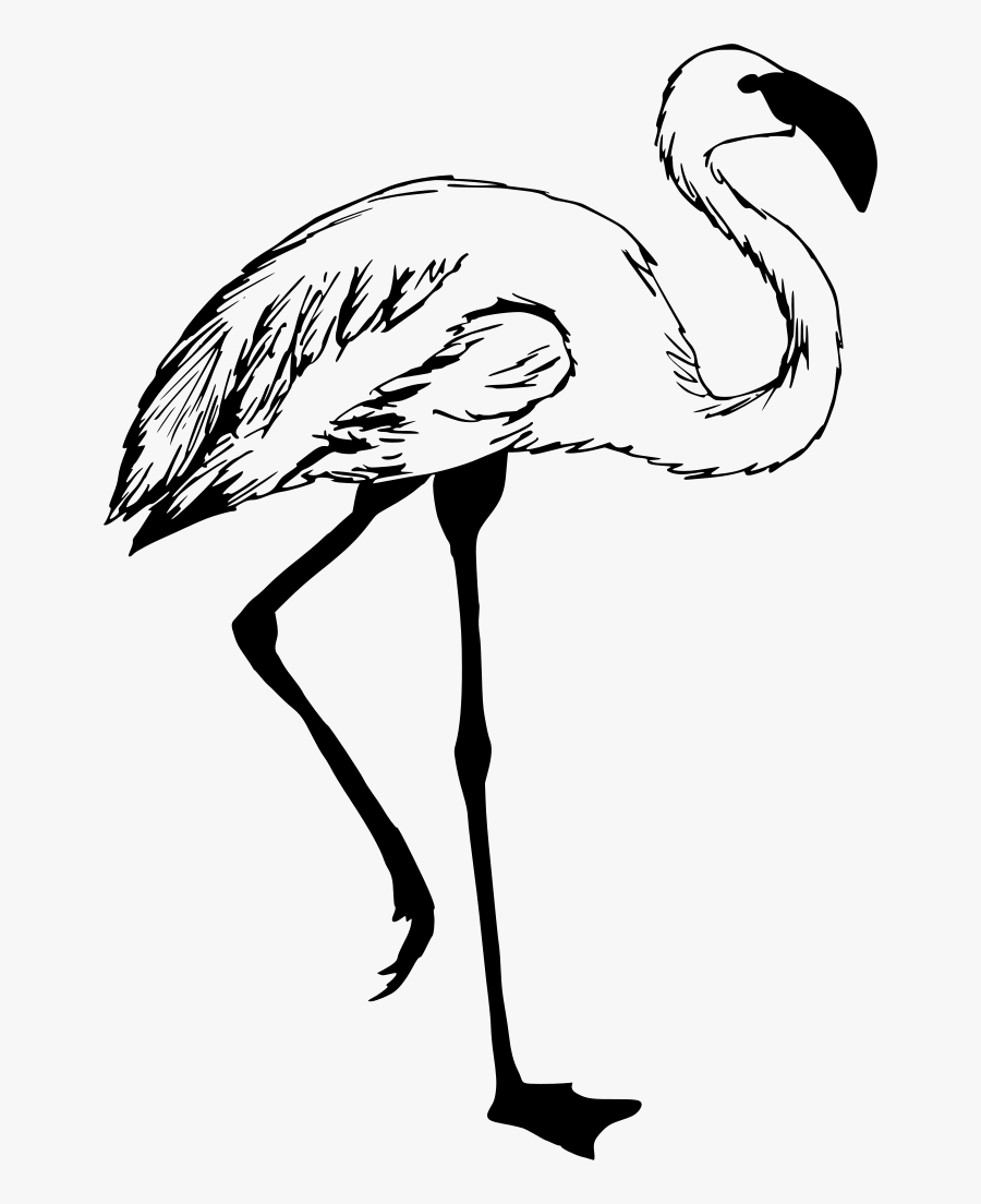 Transparent Background Flamingo Svg, Transparent Clipart