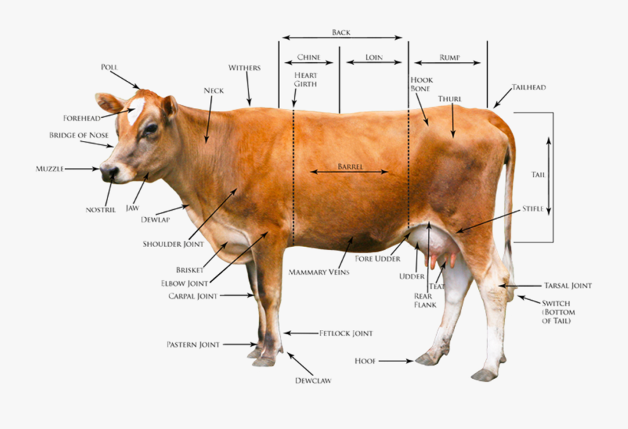 Cows Body Diagram Wiring Diagrams Cows Body Diagram - Dairy Cattle Body Conformation, Transparent Clipart