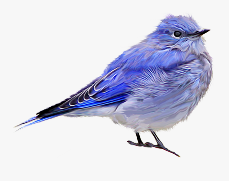 Bluejay Drawing Vertebrate Transparent Png Clipart - Tubes Textes Png Page 12 Heidi Nala Png, Transparent Clipart
