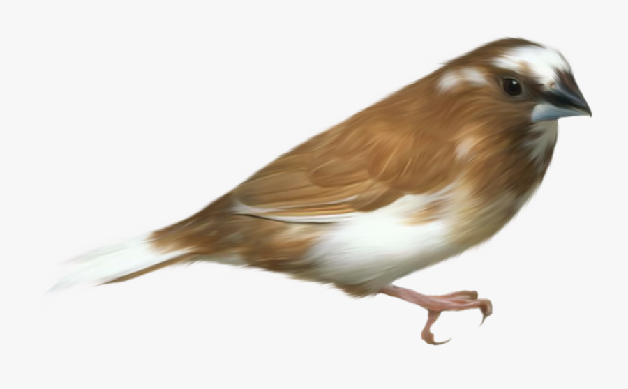Sparrow Clip Art, Transparent Clipart