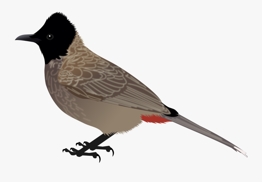 Bulbul Clipart Sparrow - Red Vented Bulbul Diagram, Transparent Clipart