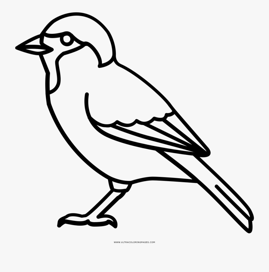 Sparrow Coloring Page - Northern Grey Shrike, Transparent Clipart