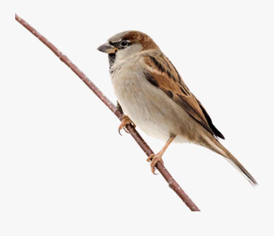Song Sparrow Clipart Png Transparent - Transparent Sparrow Png, Transparent Clipart