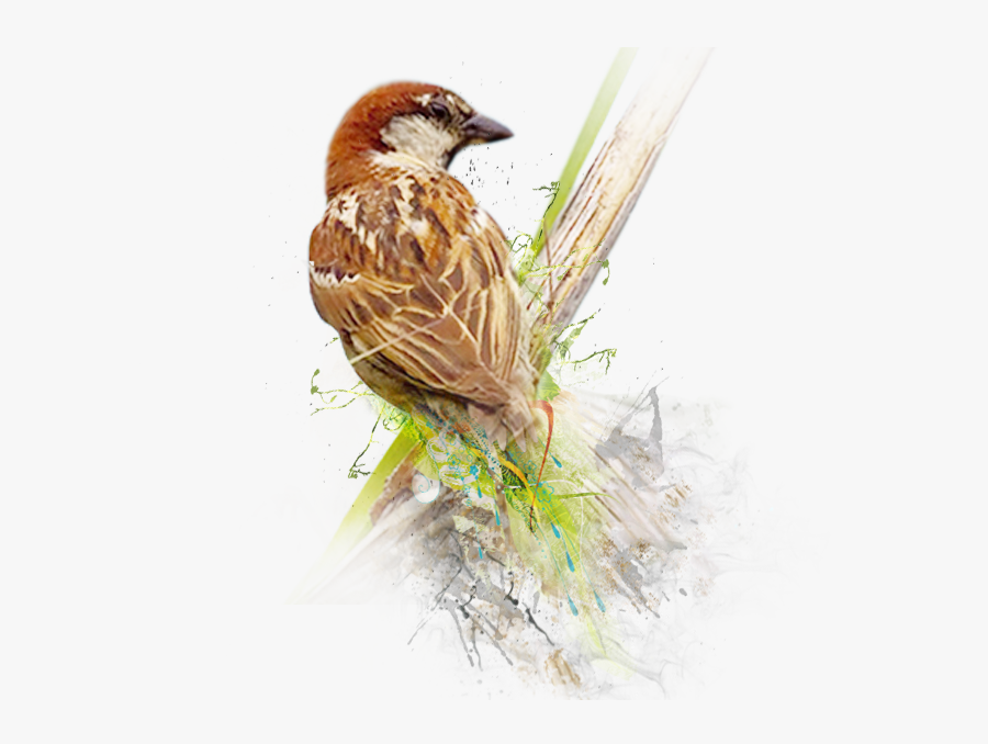 Sparrow Png Image - World Sparrow Day 2019, Transparent Clipart
