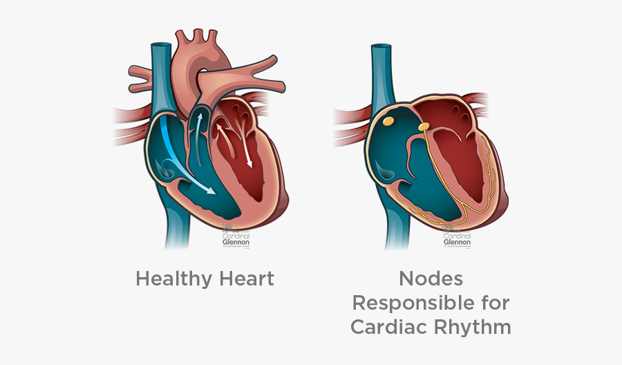 Nodes Responsible For Cardiac - Children’s Healthcare Of Atlanta, Transparent Clipart