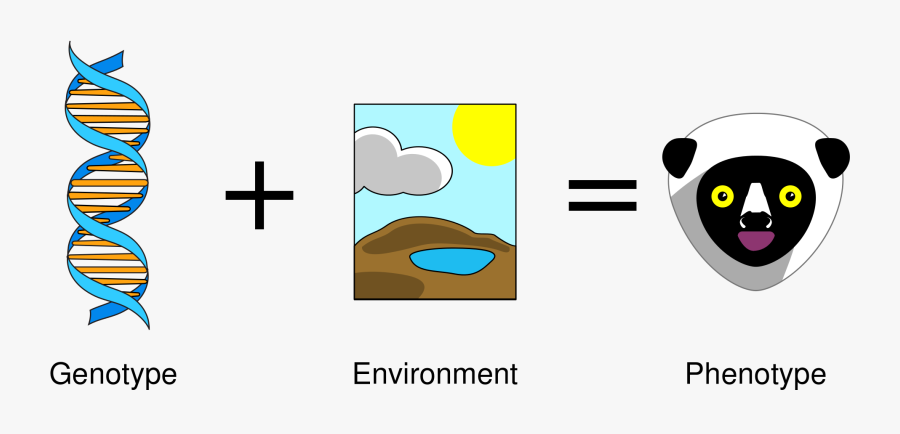 File Genotype Plus Svg - Genotype Phenotype Clipart, Transparent Clipart
