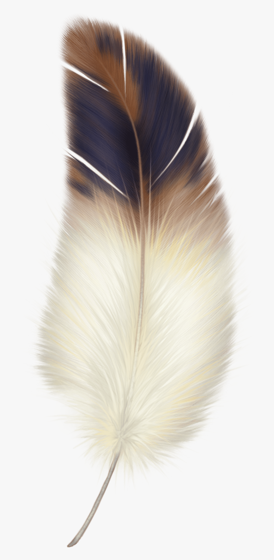 Bird Feather Png, Transparent Clipart