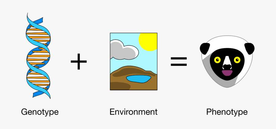 Difference Between Genetic Variation And Environmental - Genetic And Environmental Variation, Transparent Clipart