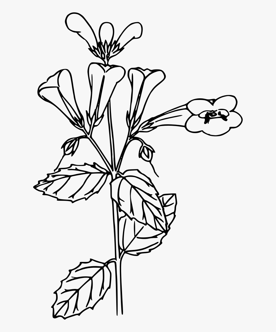 Woodland Beardtongue - White Beardtongue Png, Transparent Clipart