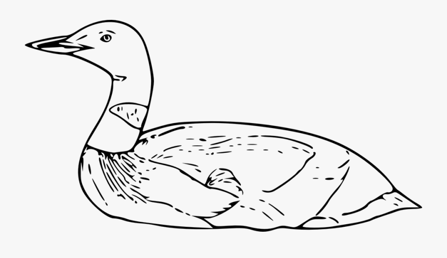 Loon, Bird, Water Bird, Wildlife, Swimmer - Loon Clip Art Black And White, Transparent Clipart