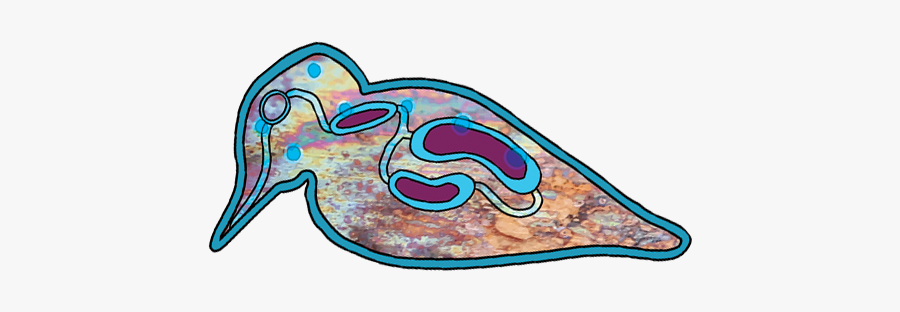 Loon3, Transparent Clipart
