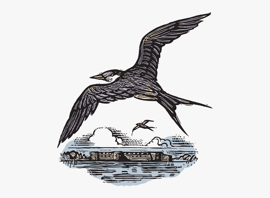 Loon, Transparent Clipart