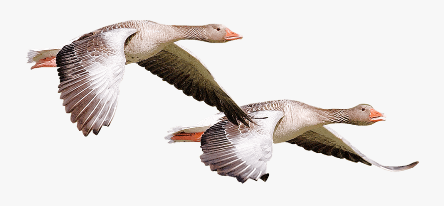 Wild Ducks Clip Arts - Wild Duck Png, Transparent Clipart