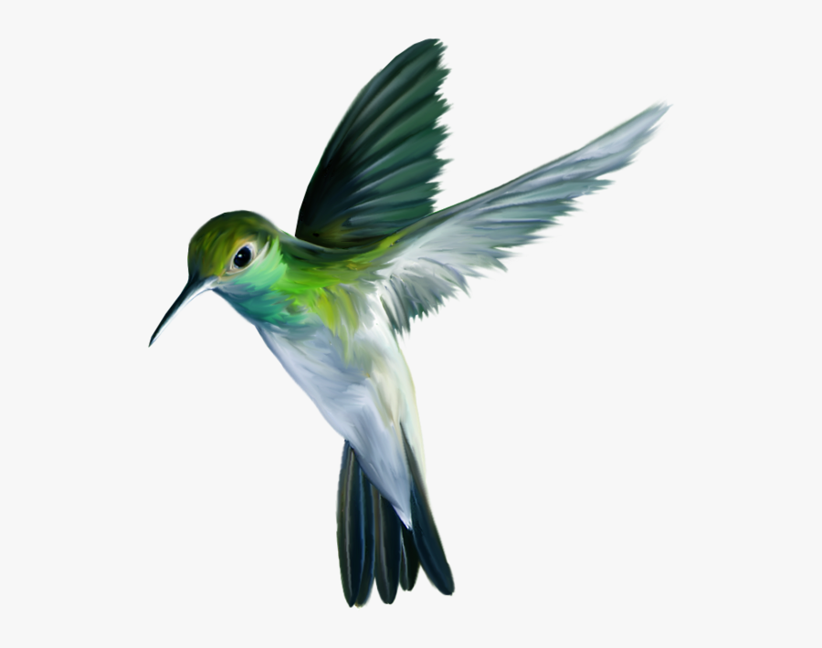 Hummingbird Art Png Picture - Hummingbird Art, Transparent Clipart