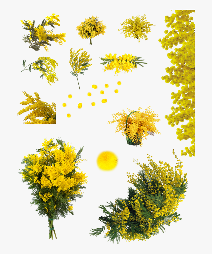 Clip Art Acacia Flower - Acacia Dealbata Top View, Transparent Clipart