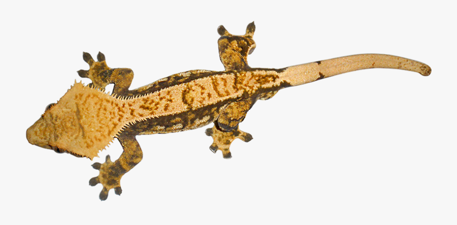 Geckos Png Clipart - Crested Gecko Clear Background, Transparent Clipart