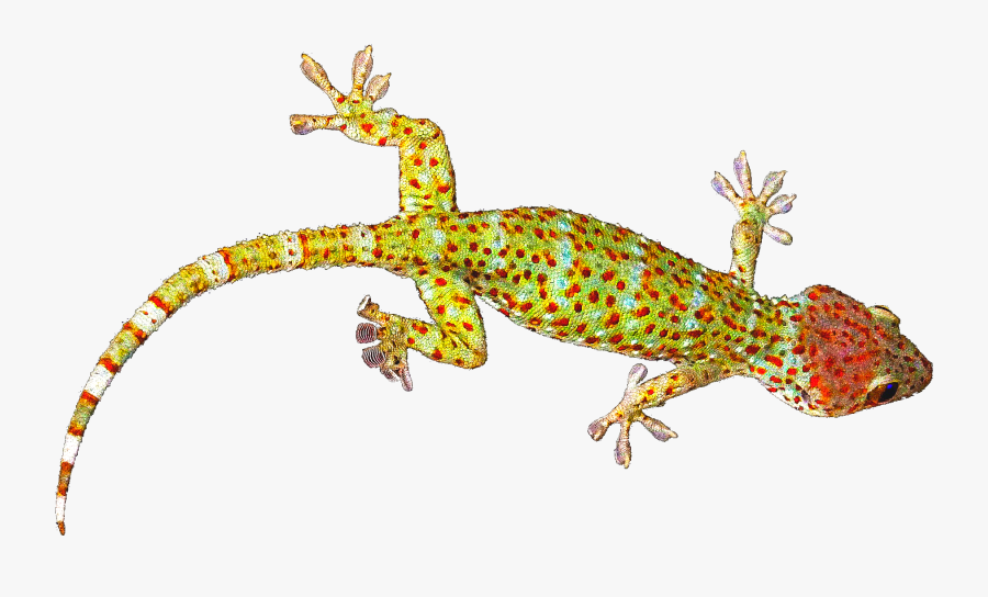 Geckos Transparent Images Png - Gecko Png Transparent Background, Transparent Clipart