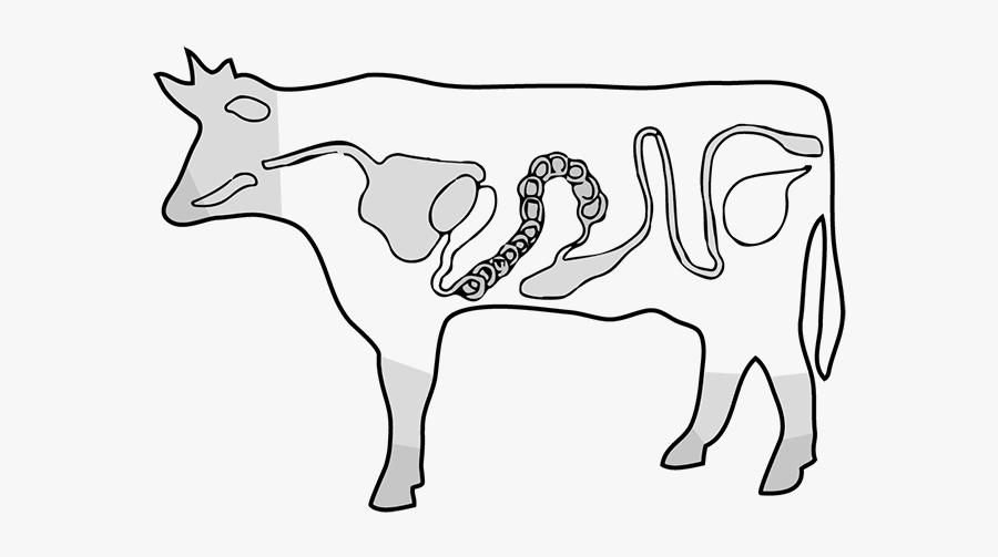 Beef Drawing - Line Art, Transparent Clipart