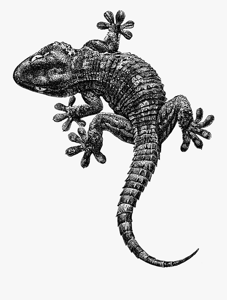 Gila Monster, Transparent Clipart