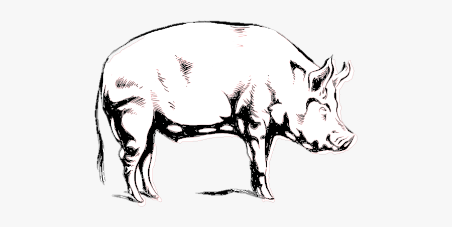 Picture - Pig, Transparent Clipart