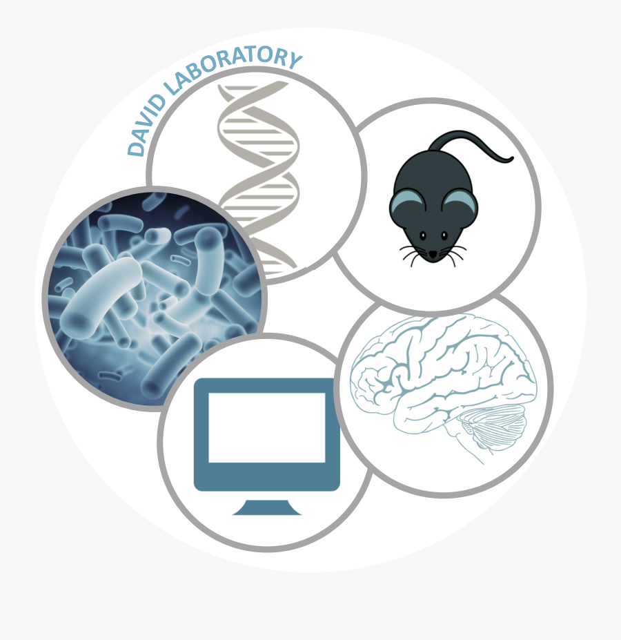 Circle, Transparent Clipart