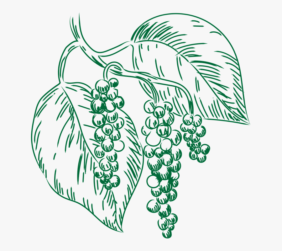 Spice, Pepper, Sharp, Plant, Berries, Fruit - Line Art, Transparent Clipart
