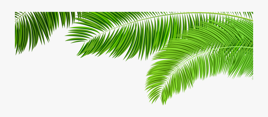 Branches Decoration Clip Art - Transparent Palm Tree Leaves, Transparent Clipart